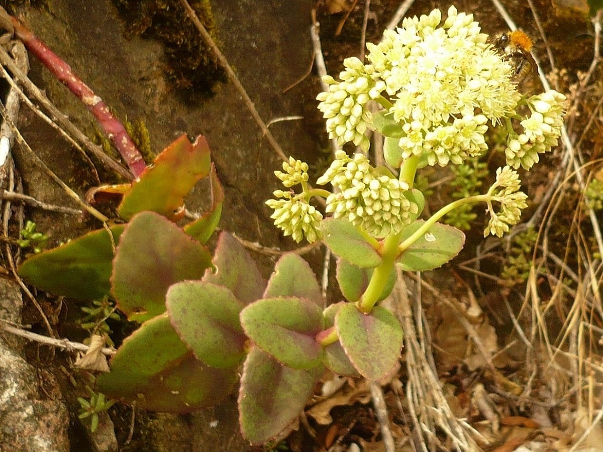Hylotelephium maximum (Crassulaceae)